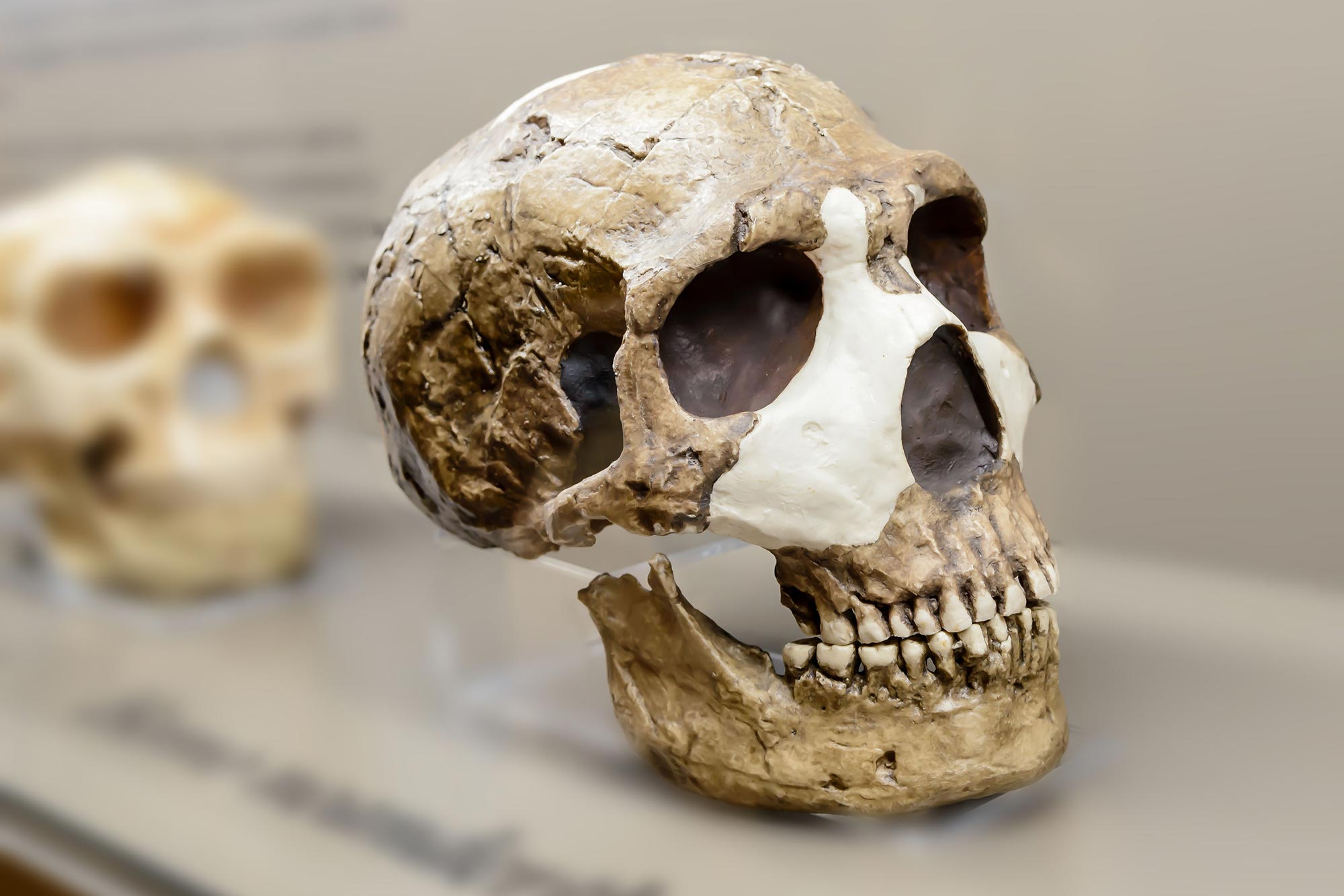 Warum verschwanden die Neandertaler? Wissenschaftler enthüllen, dass der Mensch einen versteckten Vorteil hatte