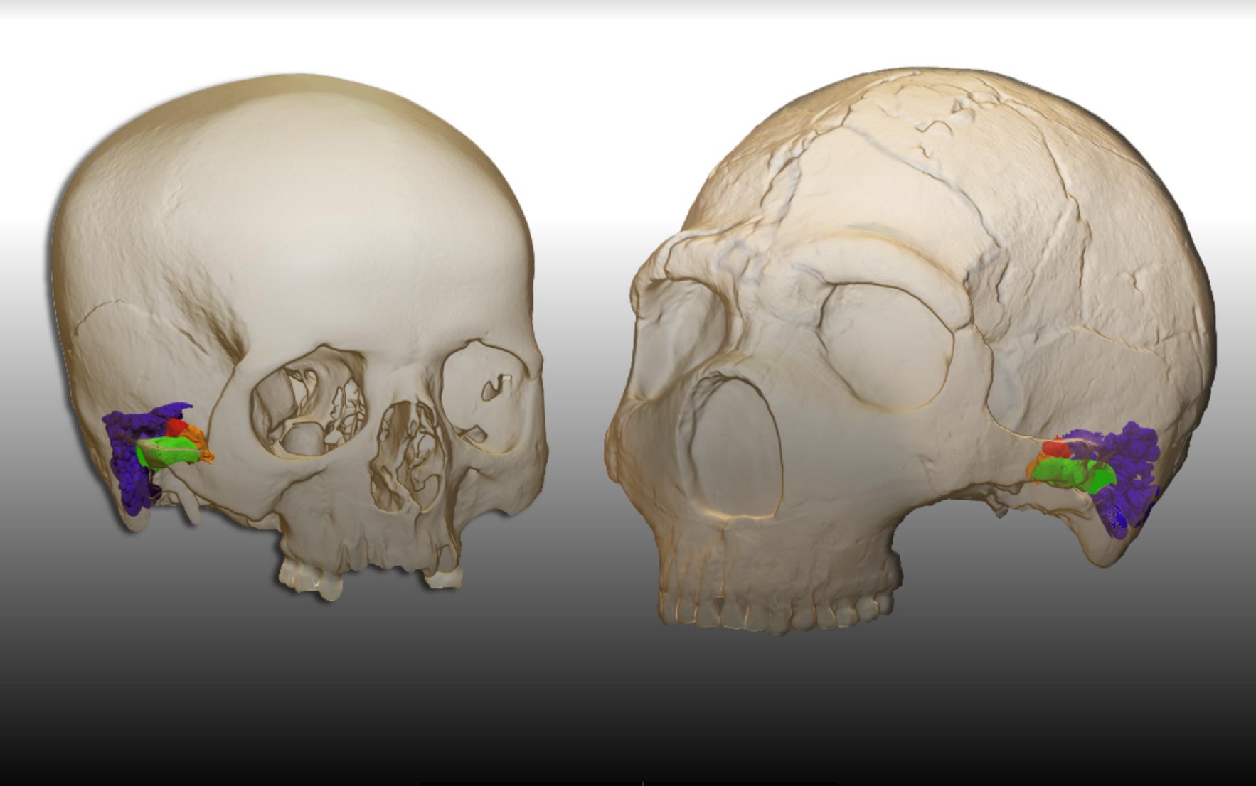 Neue Forschung zeigt, dass Neandertaler die Fähigkeit hatten, menschliche Sprache wahrzunehmen und zu produzieren