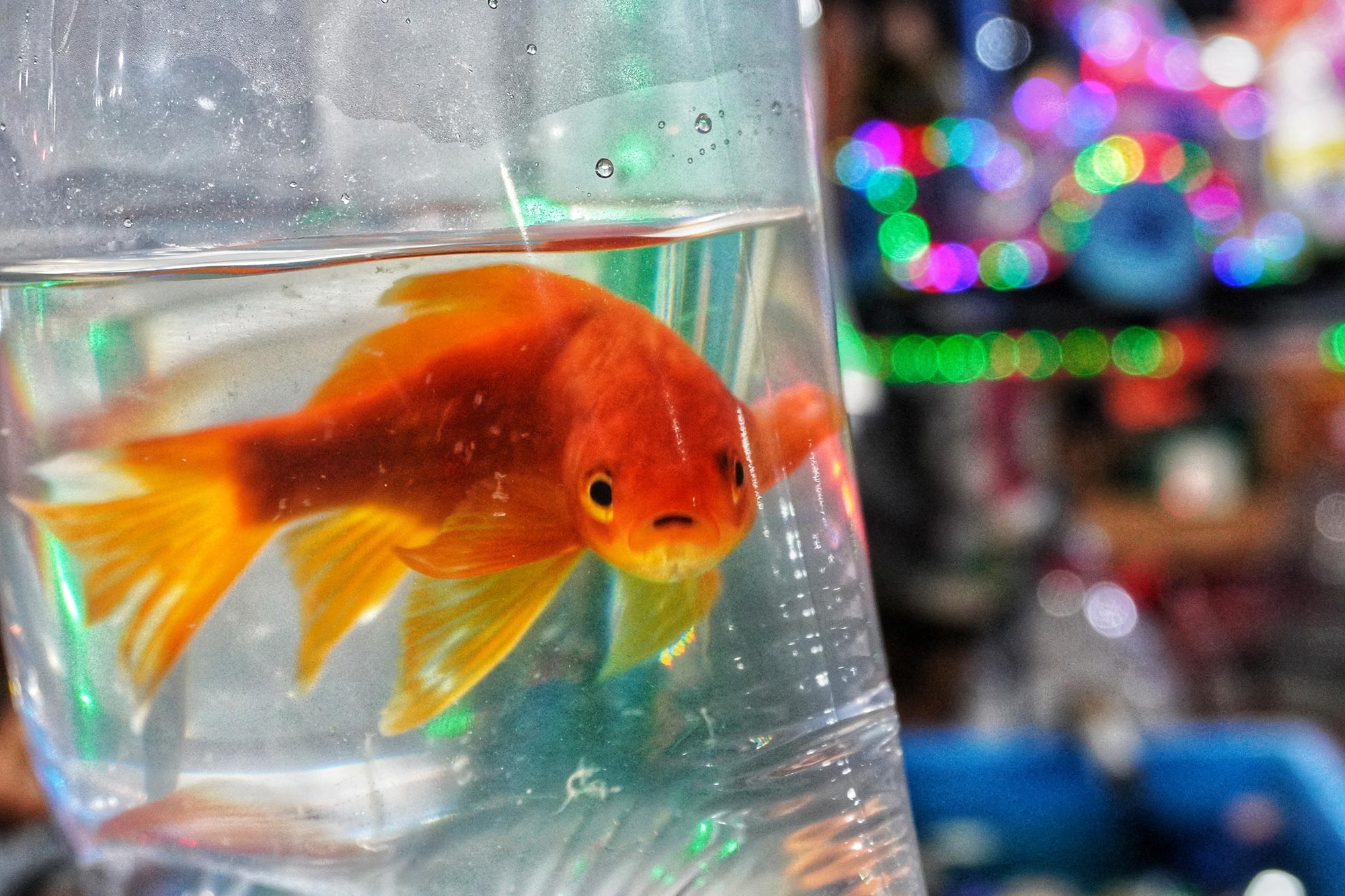 Wissenschaftler warnen, dass dieser gewöhnliche Zierfisch ganze Ökosysteme zerstören kann