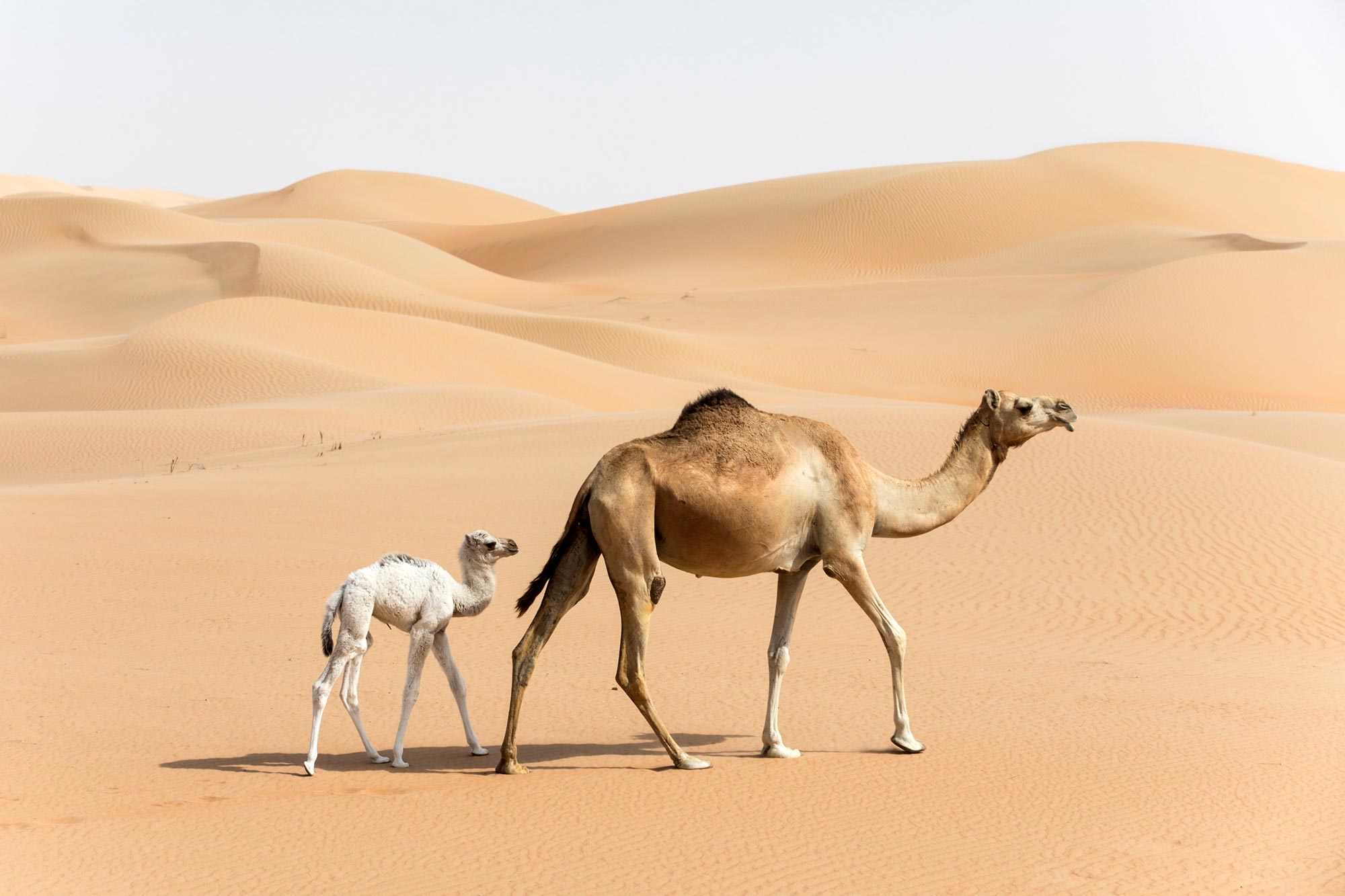 Umgang mit Extremen: Wie das einhumpige arabische Kamel ohne Trinken überlebt
