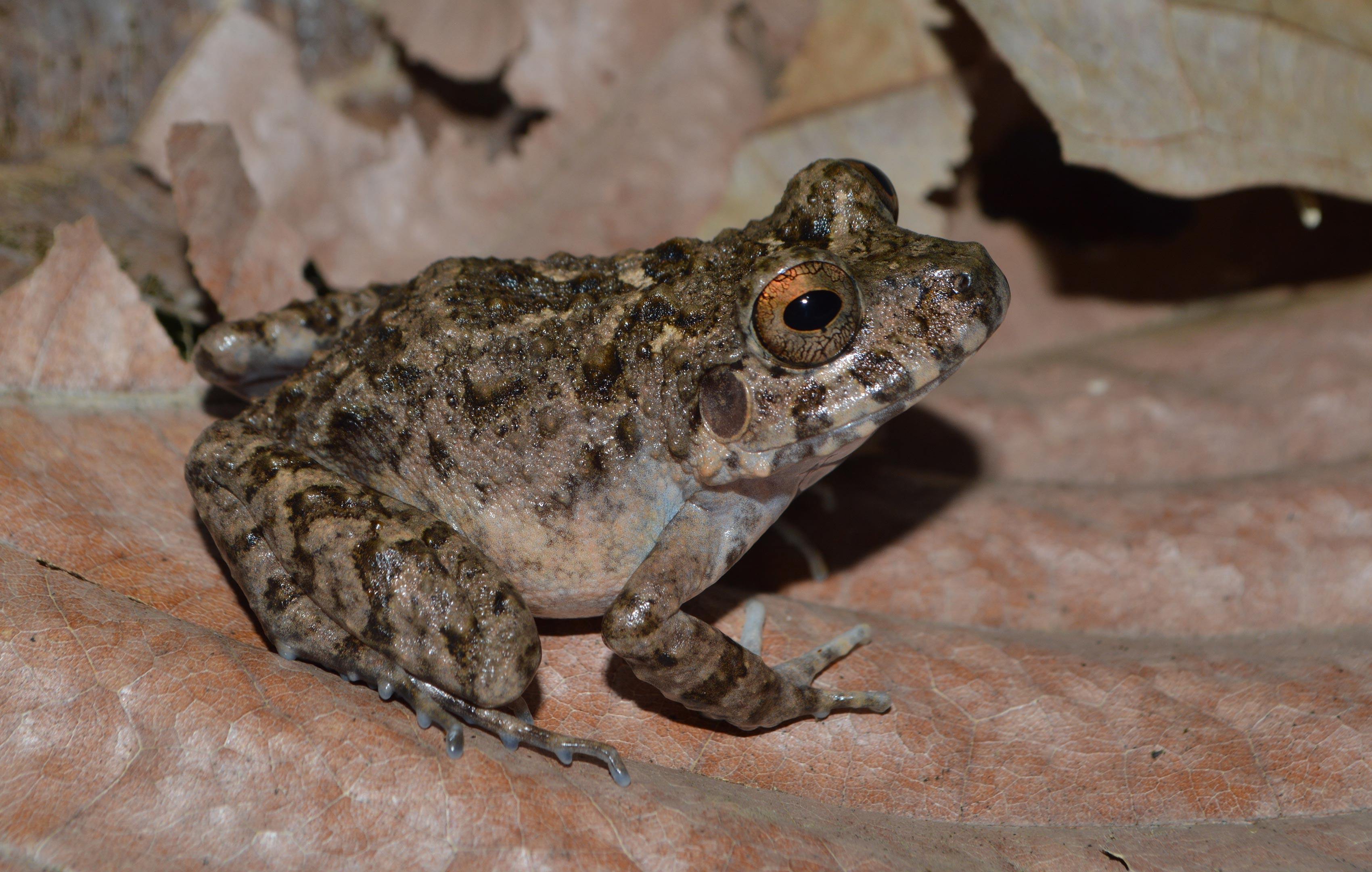 Weit verbreitete Chytridpilzinfektionen in 80 Fröschenarten in peruanischen Amazonas 