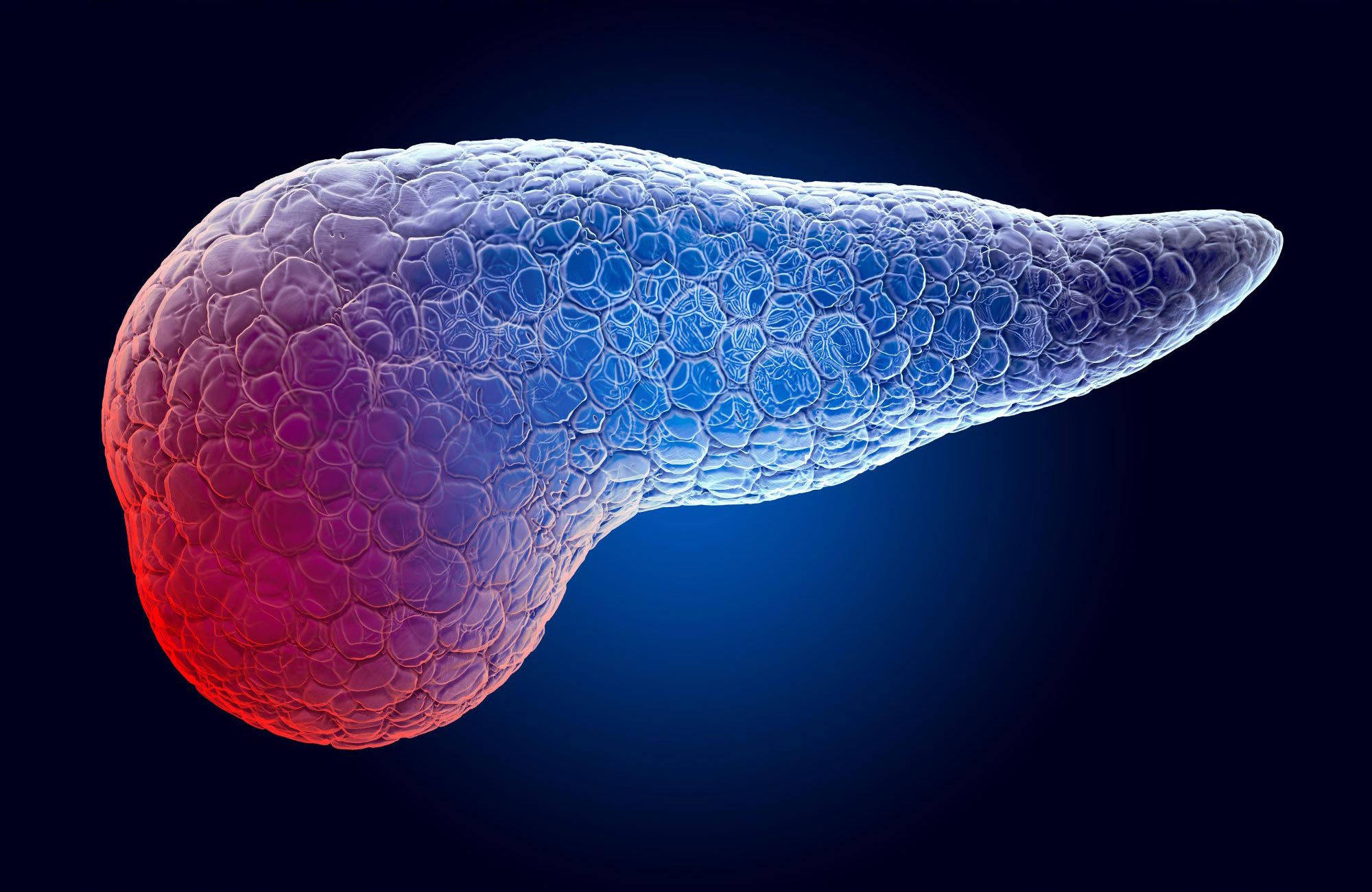 Nervensignale ausschalten: Wissenschaftler entwickeln vielversprechende neue Bauchspeicheldrüsenkrebsbehandlung