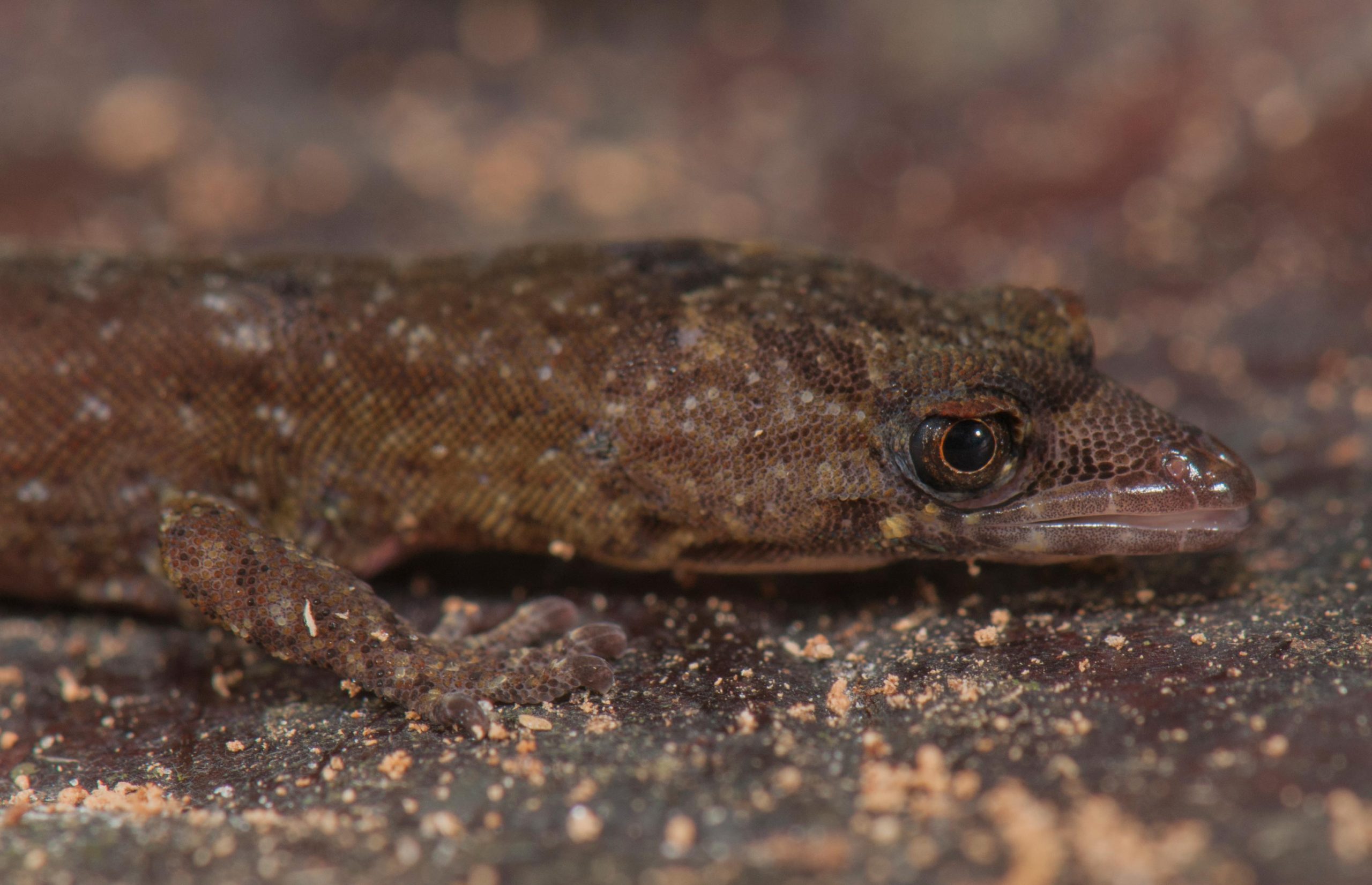 Faszinierende neue Gecko 