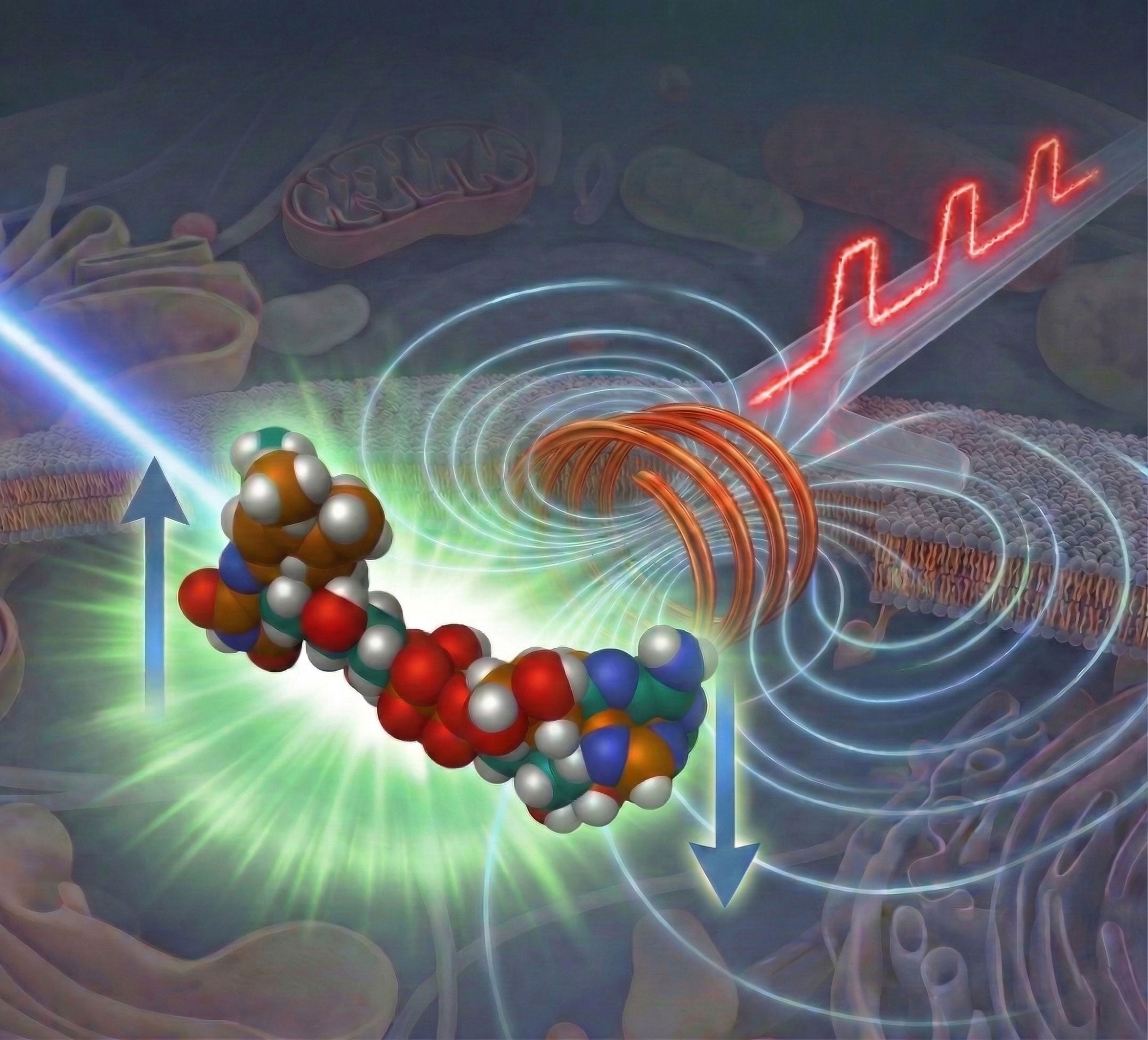 Wissenschaftler enthüllen einen Durchbruch in der Mikroskopie, der „unsichtbare“ Molekülzustände sichtbar macht