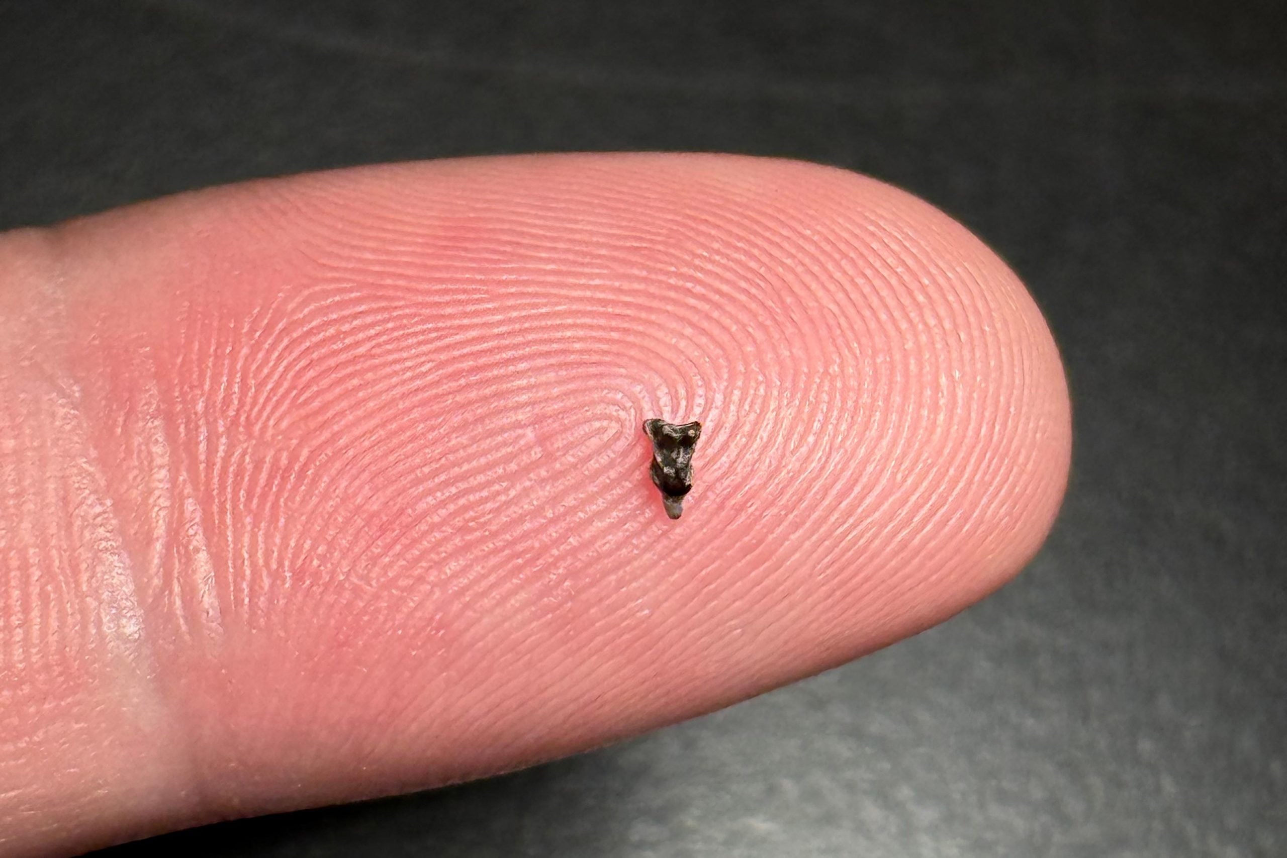 Diese winzigen Zähne könnten unser Wissen über die Ursprünge des Menschen verändern