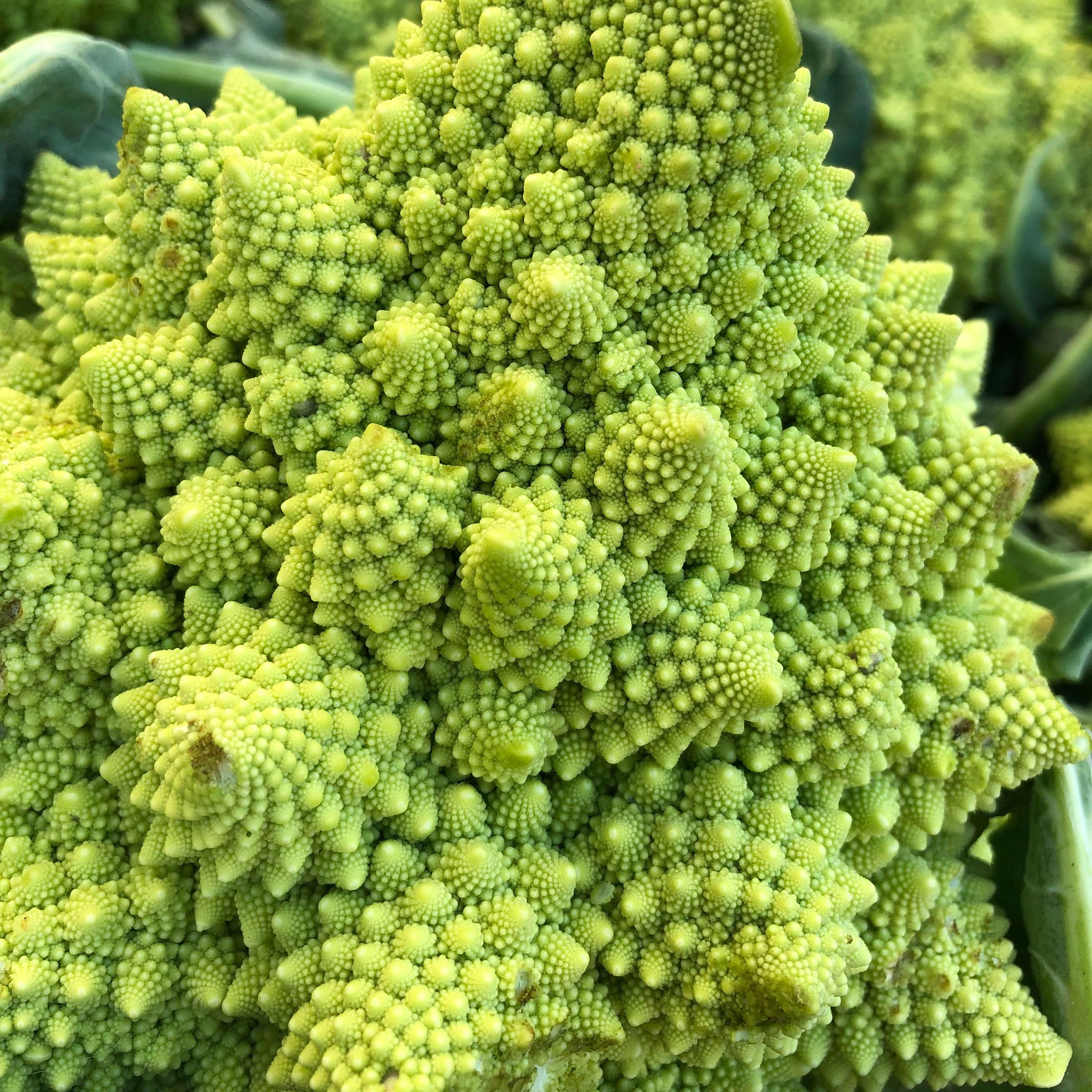 Wissenschaftler lösen das Geheimnis der Romanesco Blumenkohlbildung