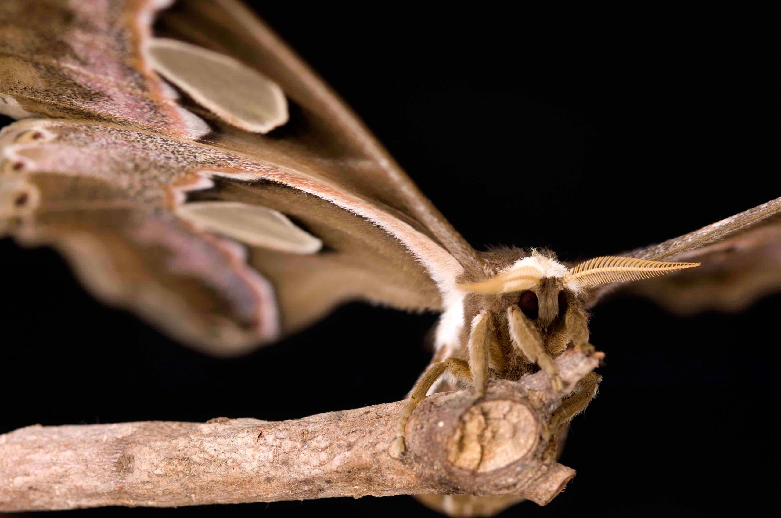 Die Erfindung des Schülers ermöglicht es den Forschern, schwer fassbare Insekten leicht zu verfolgen