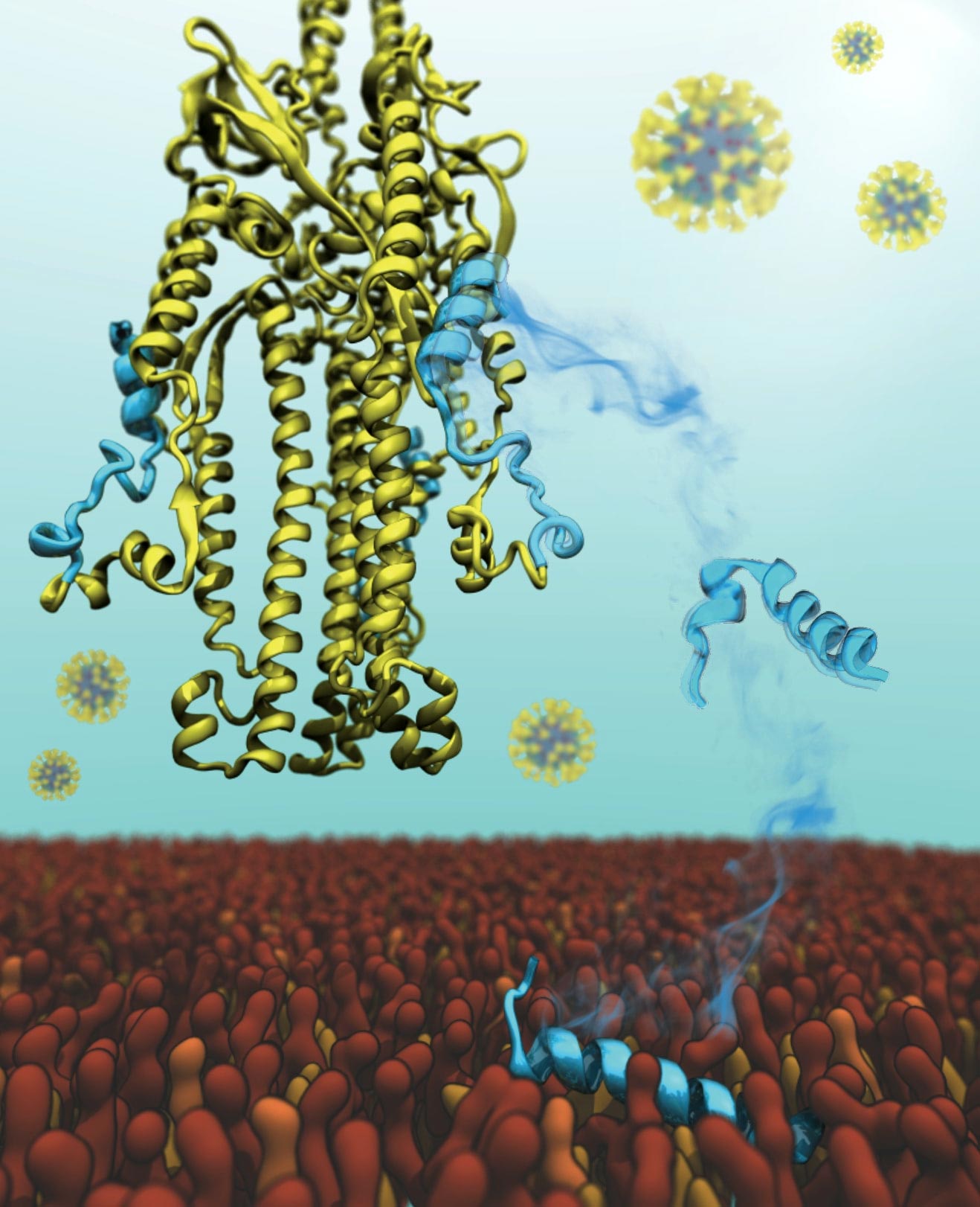 Wissenschaftler entdecken neue Details der SARS-CoV-2-Coronavirus-Wechselwirkungen mit menschlichen Zellen