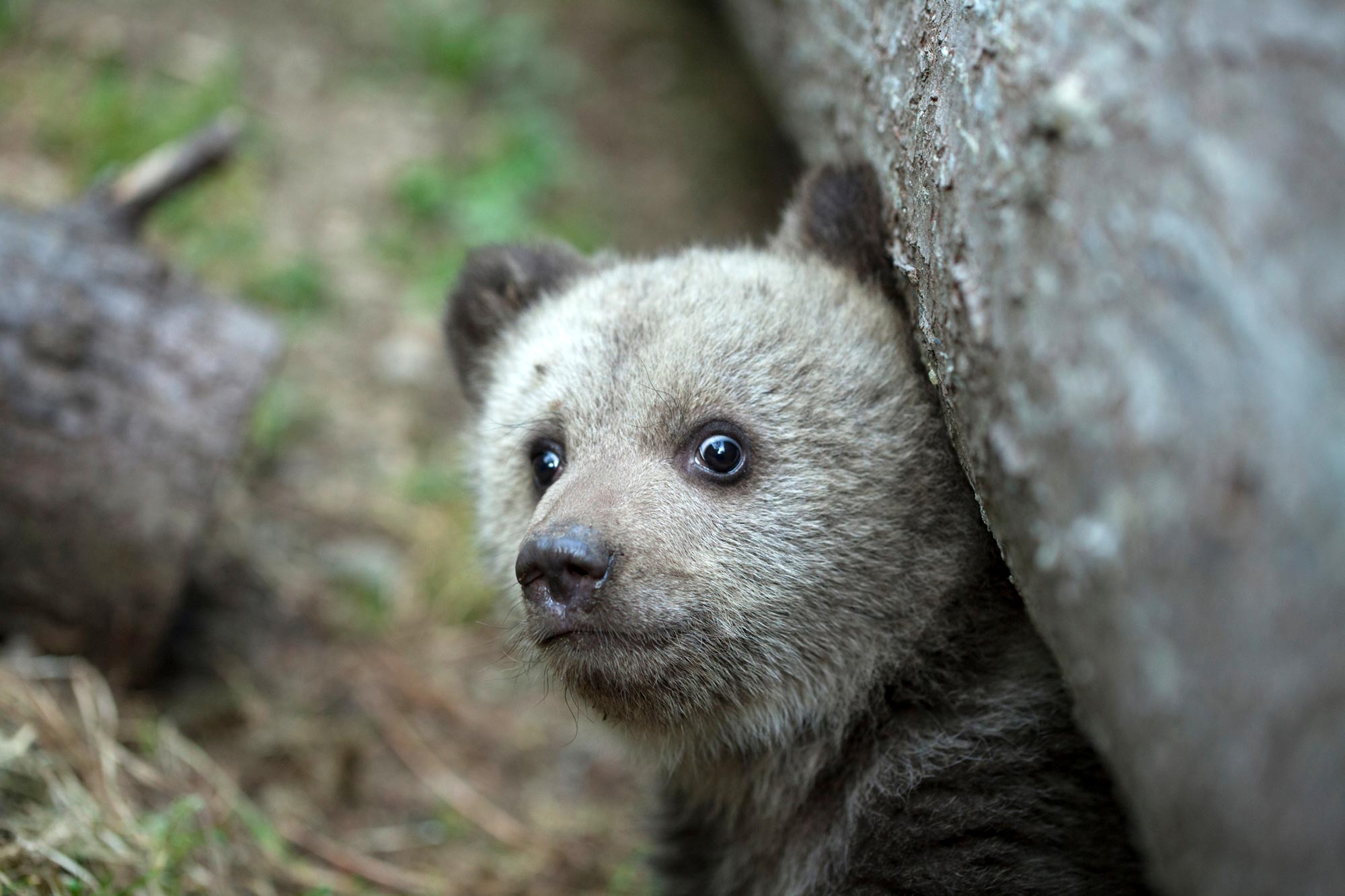Der Super-Raubtier-Mythos: Sind Menschen immer das gruseligste Biest im Wald?