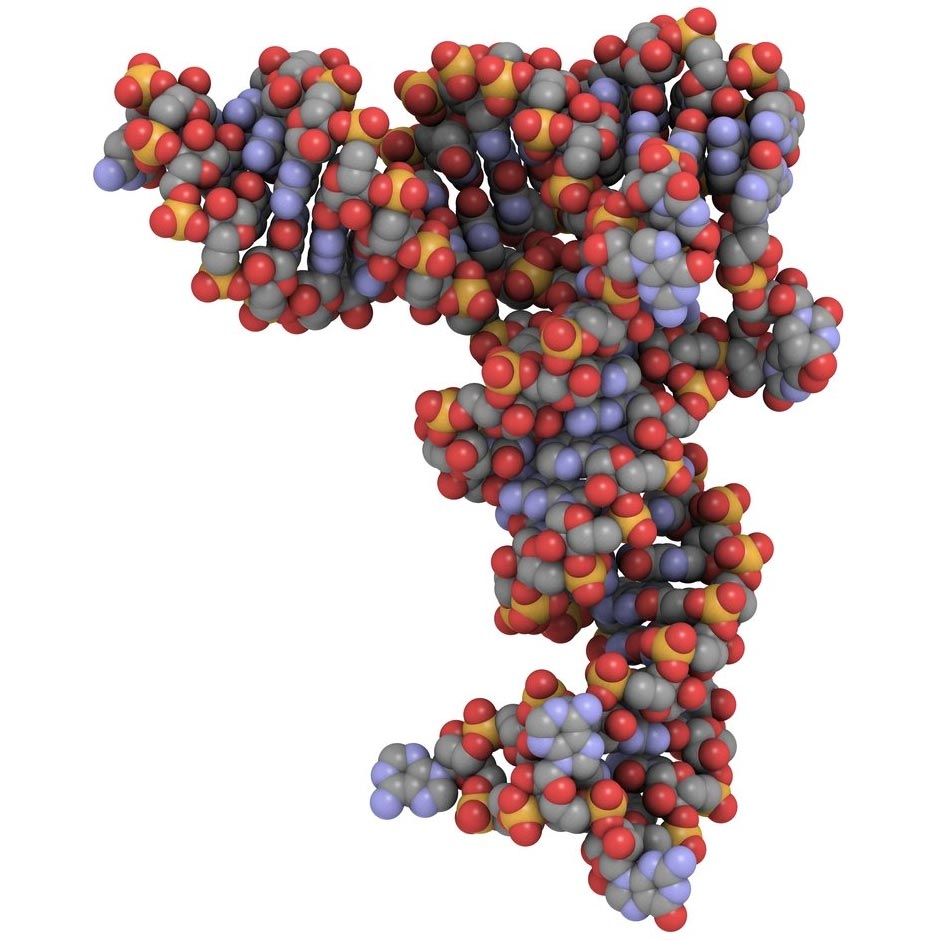 RNA liefert Nanopartikel verkleinern Tumoren bei Mäusen