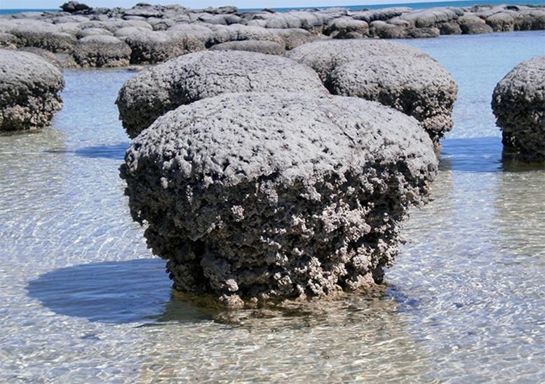 Stromatolithen 