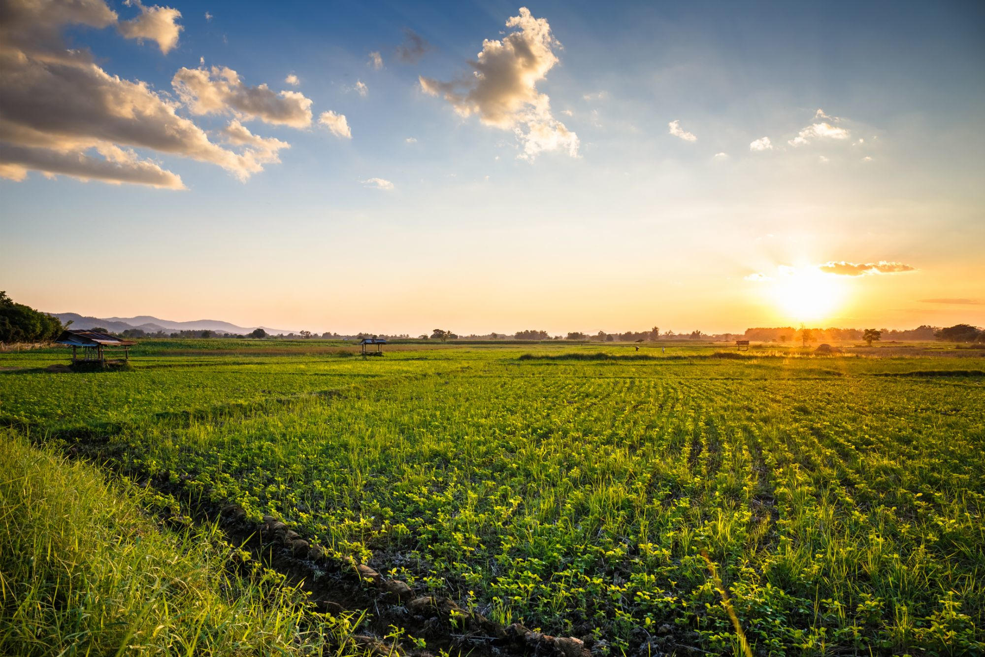 Biodiversität auf dem Spiel: Die dunkle Seite unseres Lebensmittelproduktionssystems