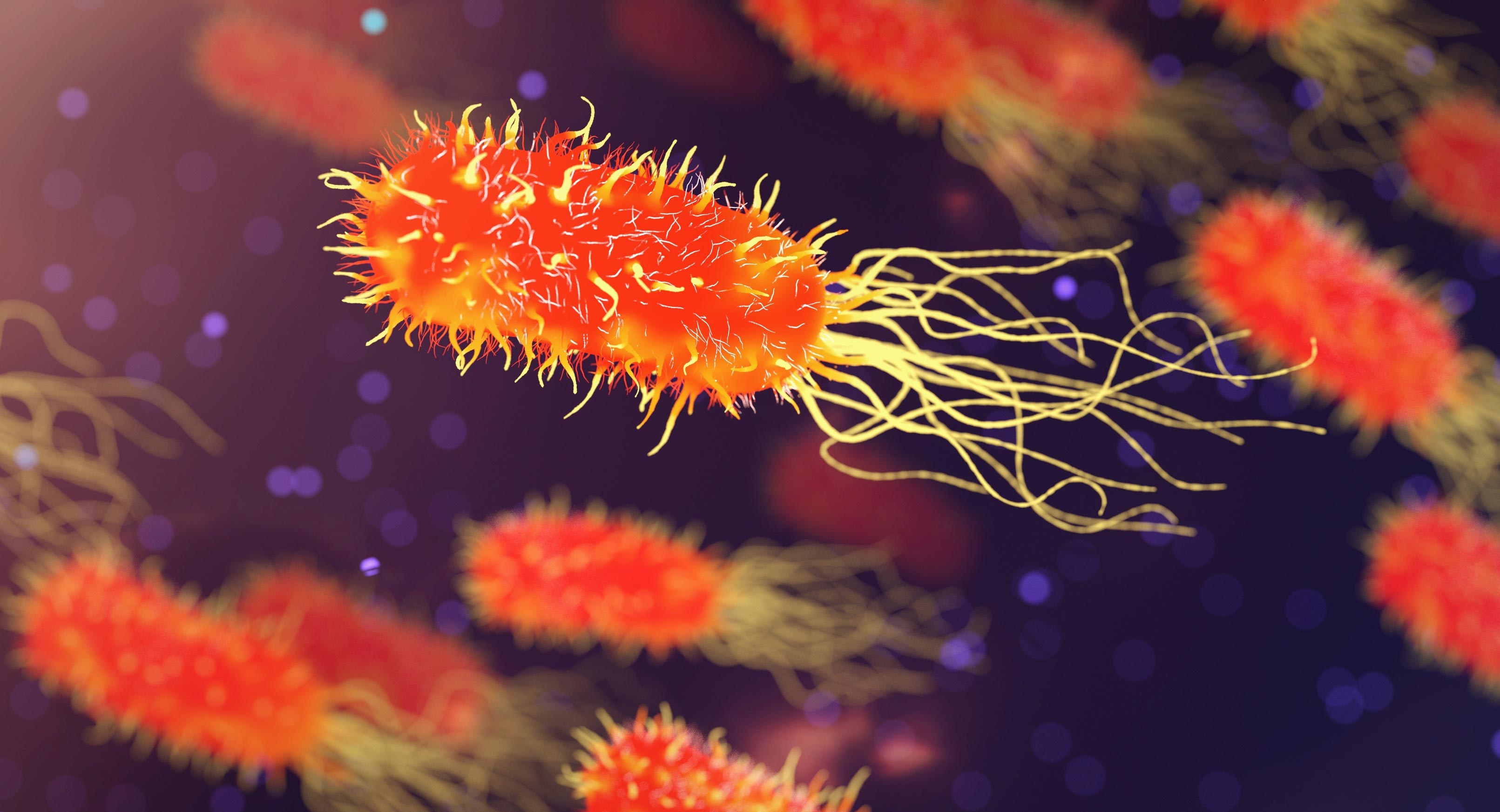 Vergessene Heilpflanze erweist sich als vielversprechend im Kampf gegen gefährliche Superbakterien