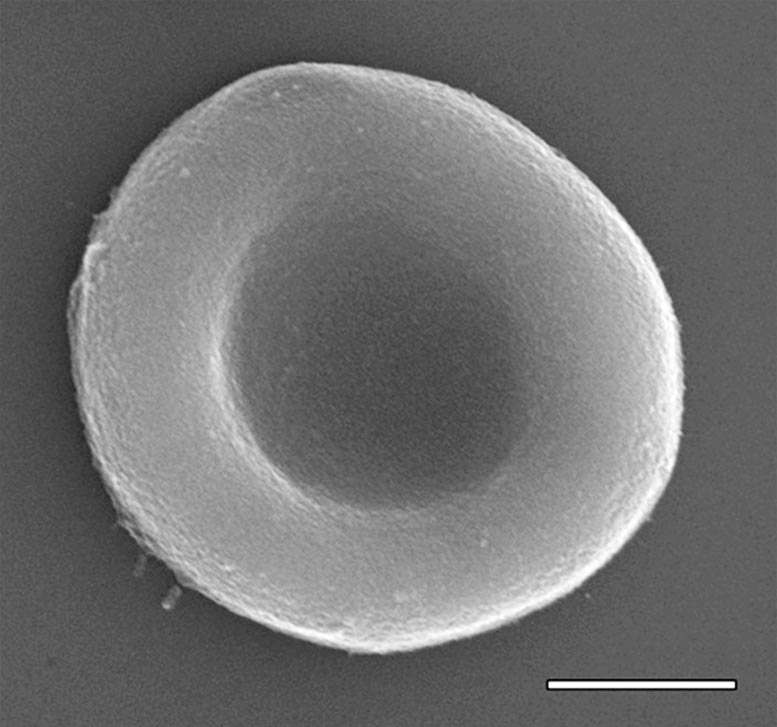 Wissenschaftler erzeugen synthetische rote Blutkörperchen, die natürliche nachahmen und neue Fähigkeiten haben