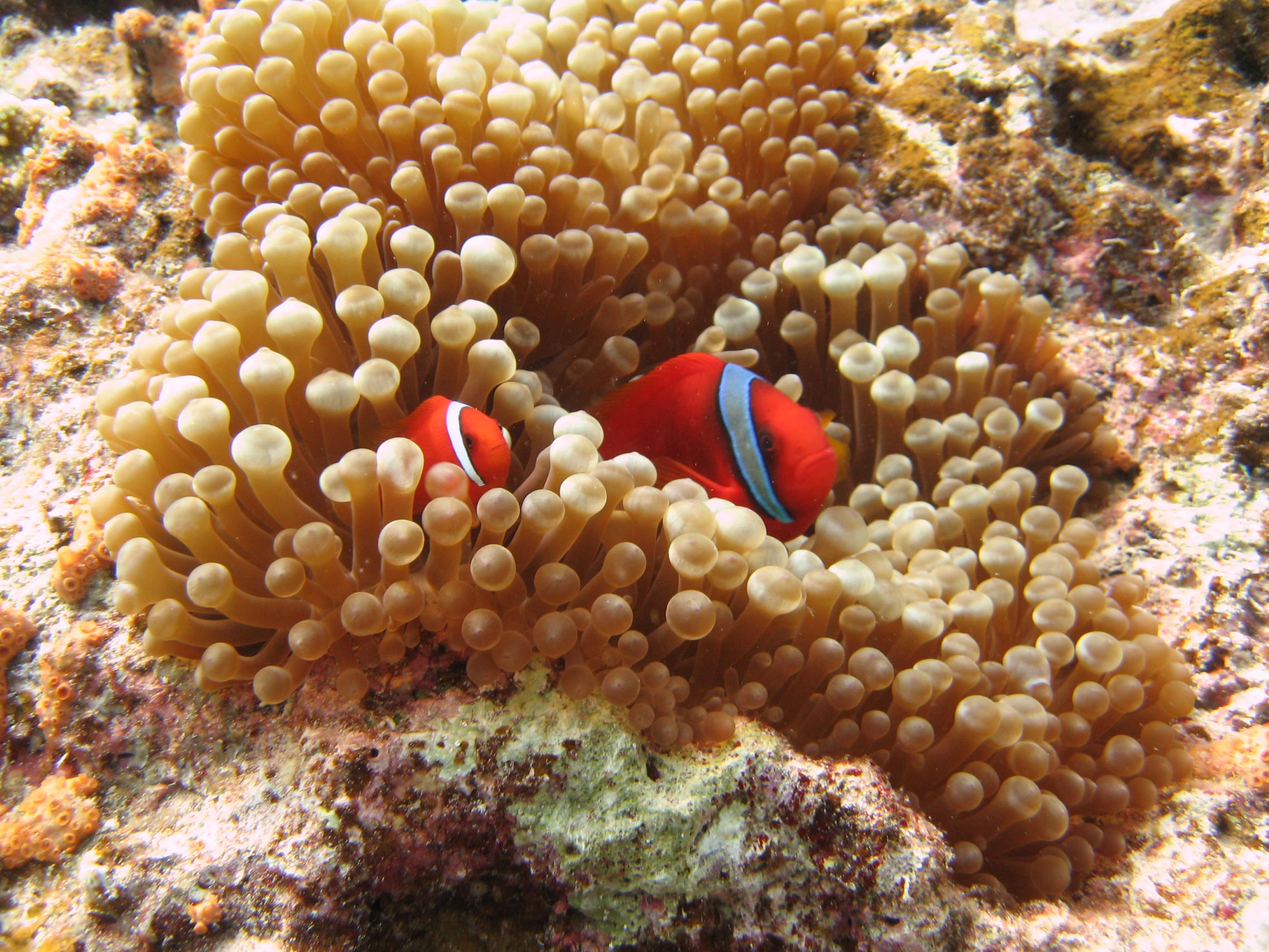 Meeresbiologen lösen jahrhundertealte Rätsel: Warum Clownfish nicht von Anemones gestochen wird