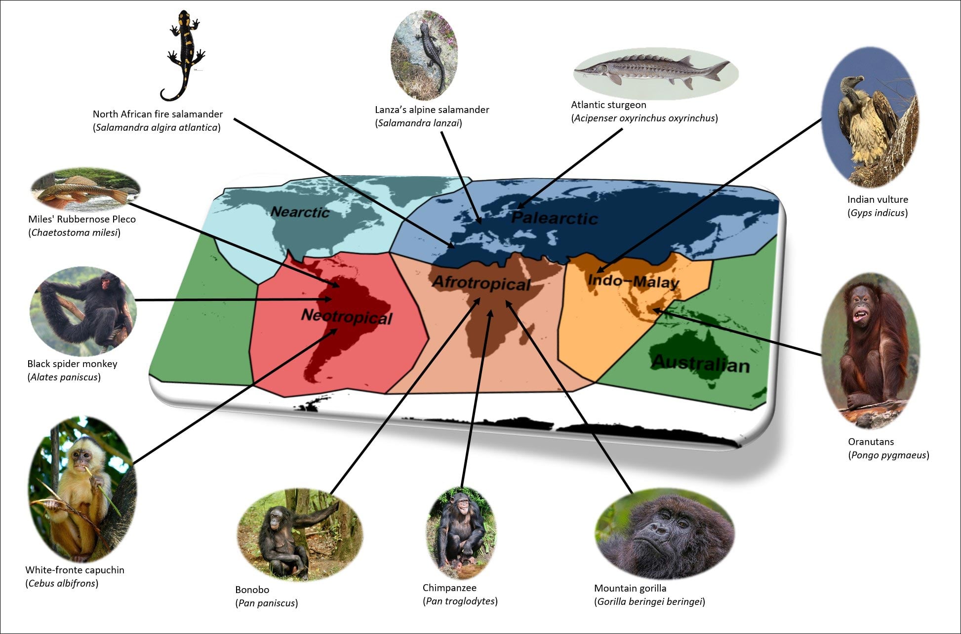 Folgen des Verlusts bedrohter Wirbeltiere in verschiedenen Regionen auf der ganzen Welt