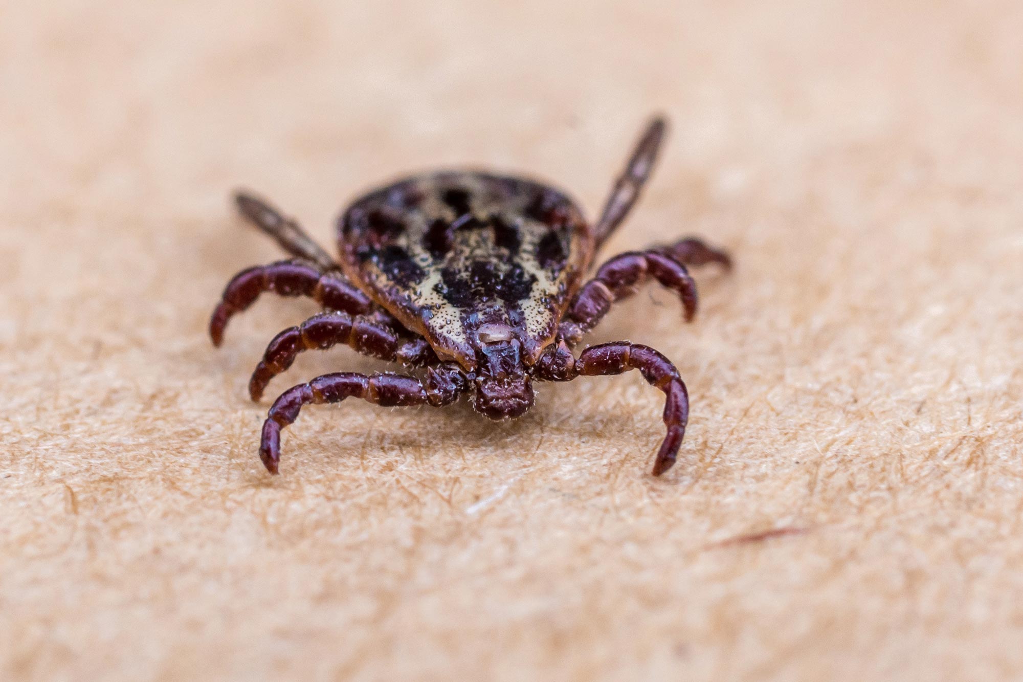 Tick Invasions Take Flight: Die Klimaverbindung zu globaler Krankheitserreger Ausstrahlung