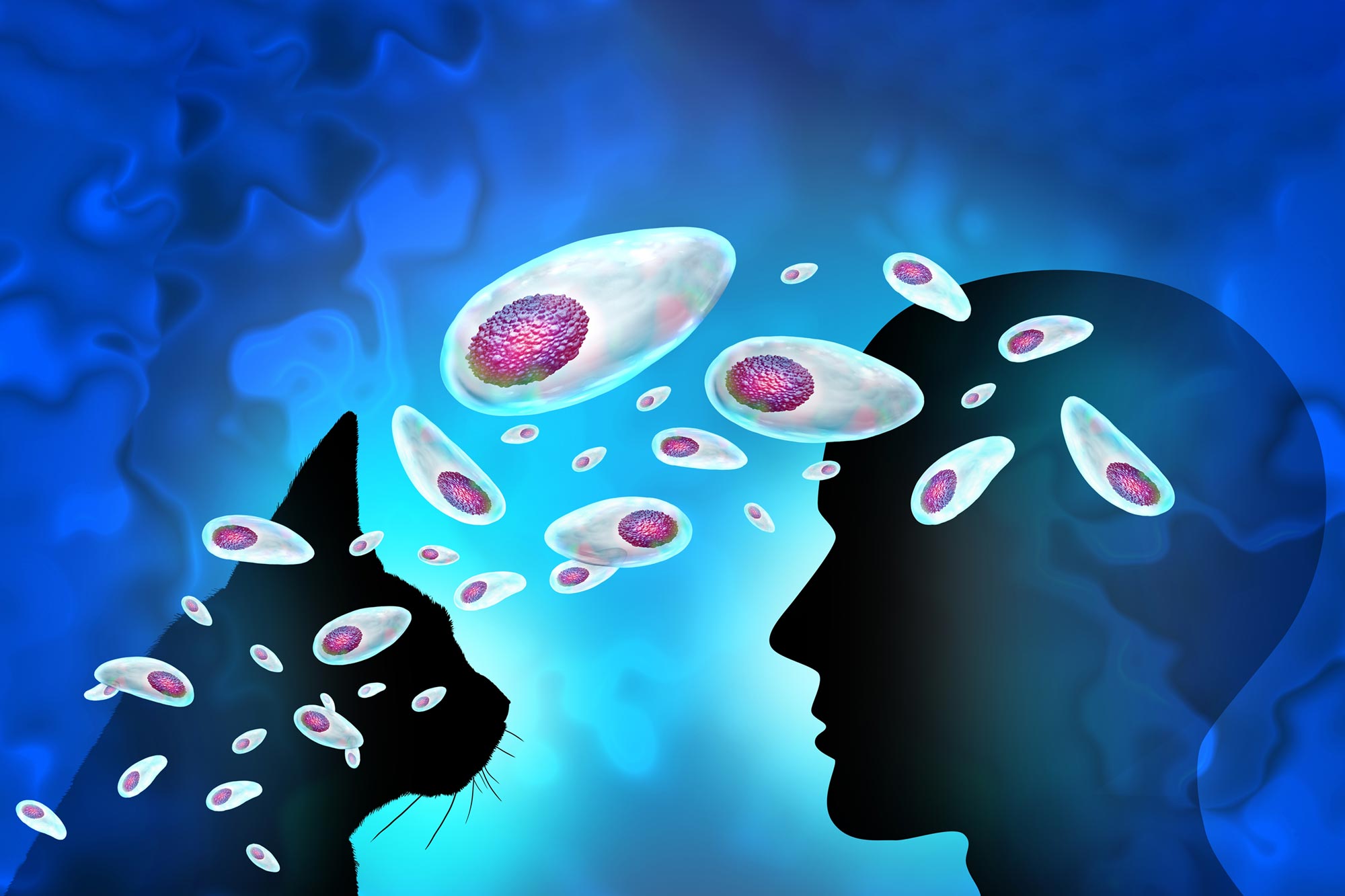 Ein von Milliarden übertragener Parasit hat ein geheimes Leben im Gehirn