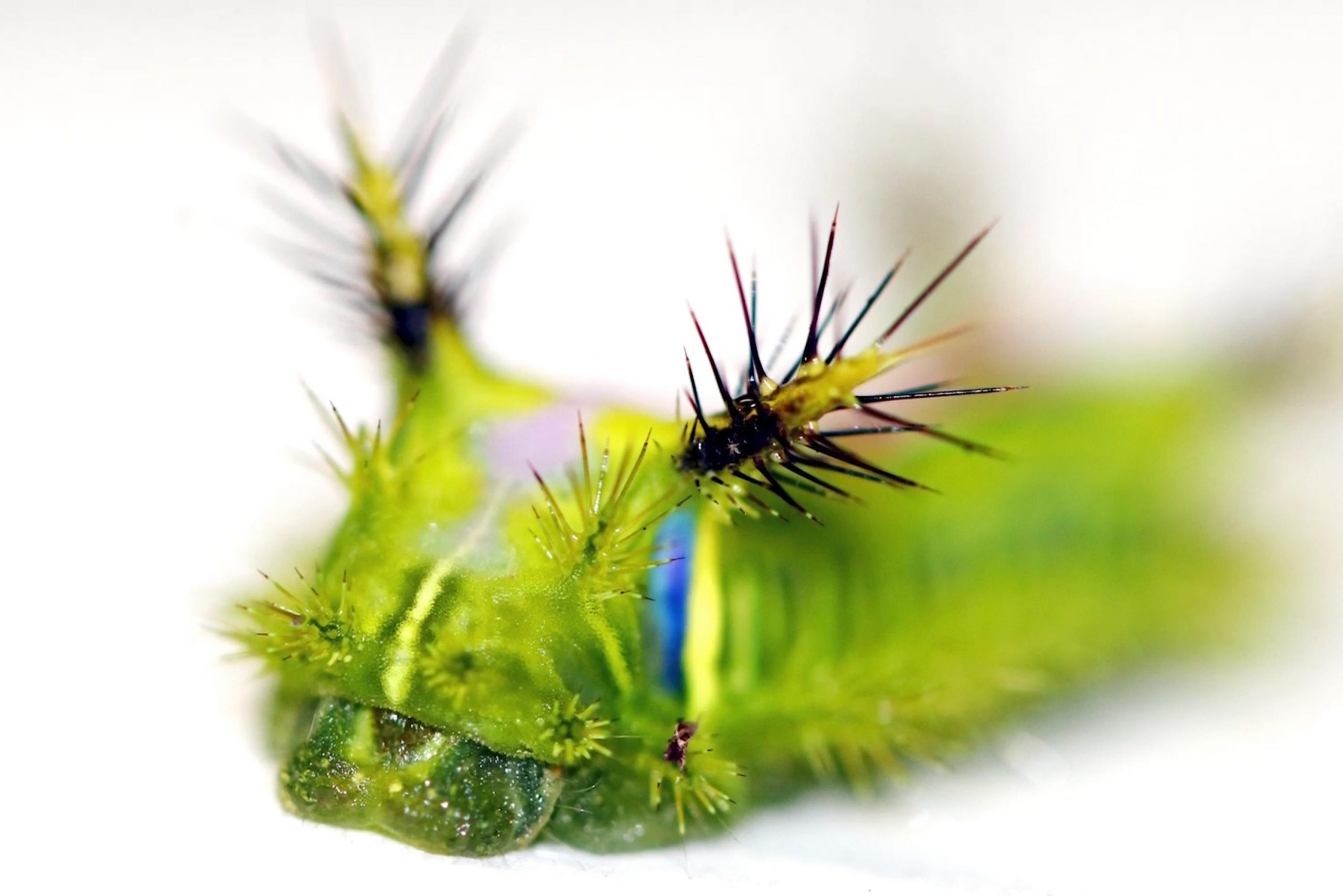 Seltsame Biologie: die sehr giftige Raupe