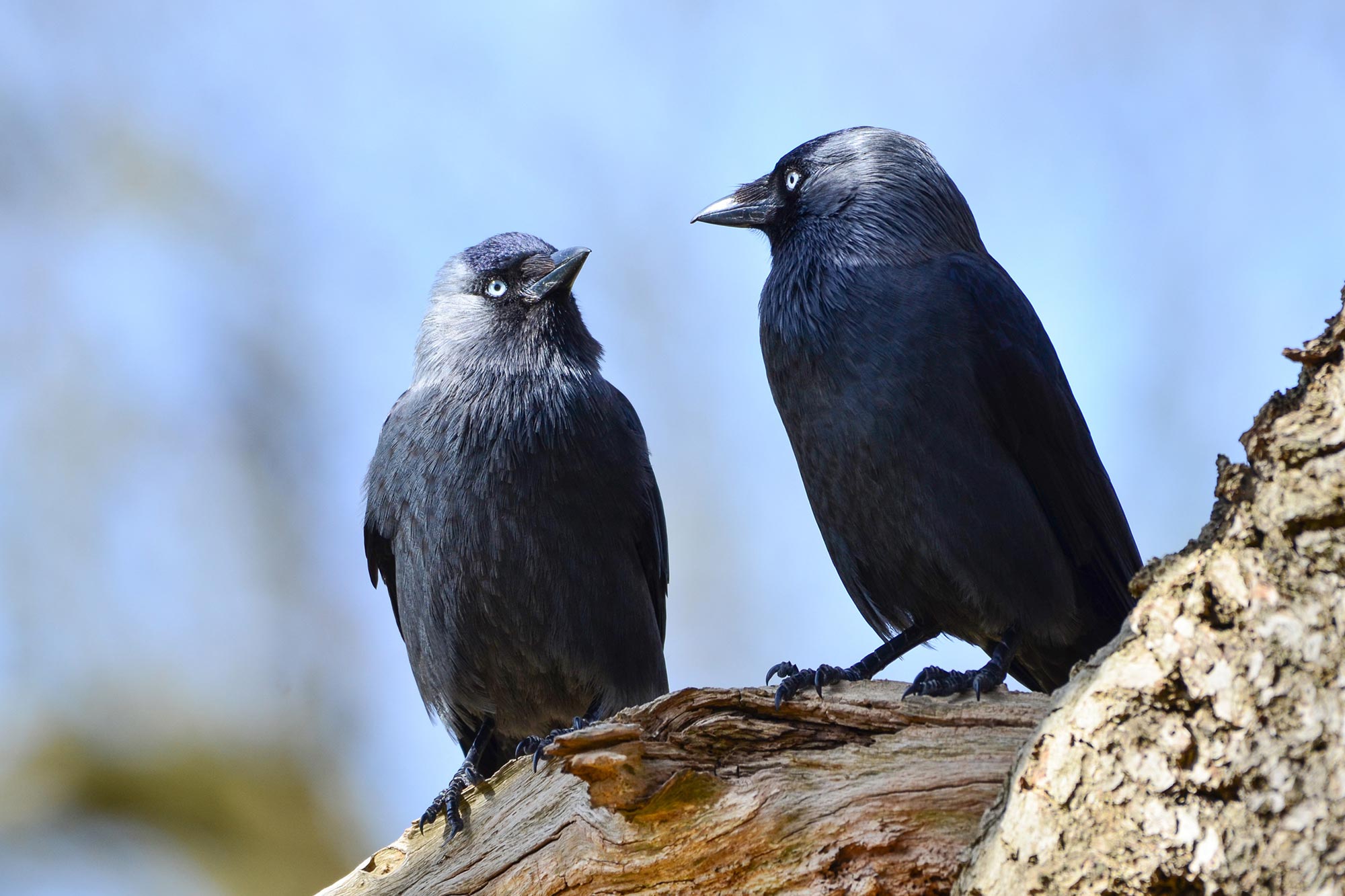 Freundschaft, Essen und Federn: Jackdaws wechselt Freunde, um Belohnungen zu erhalten 