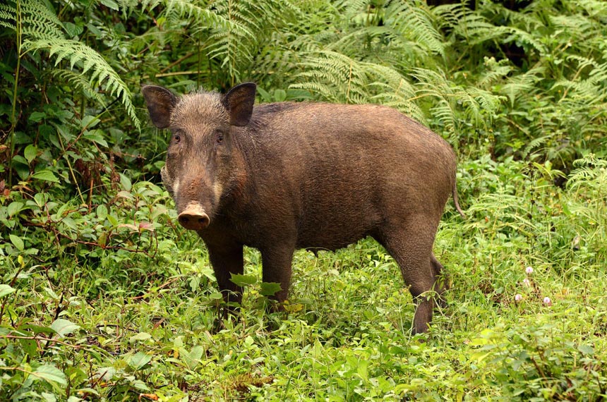 Ein silberner Swining: „zerstörerische“ Wildschweine helfen tatsächlich, Regenwälder zu bauen