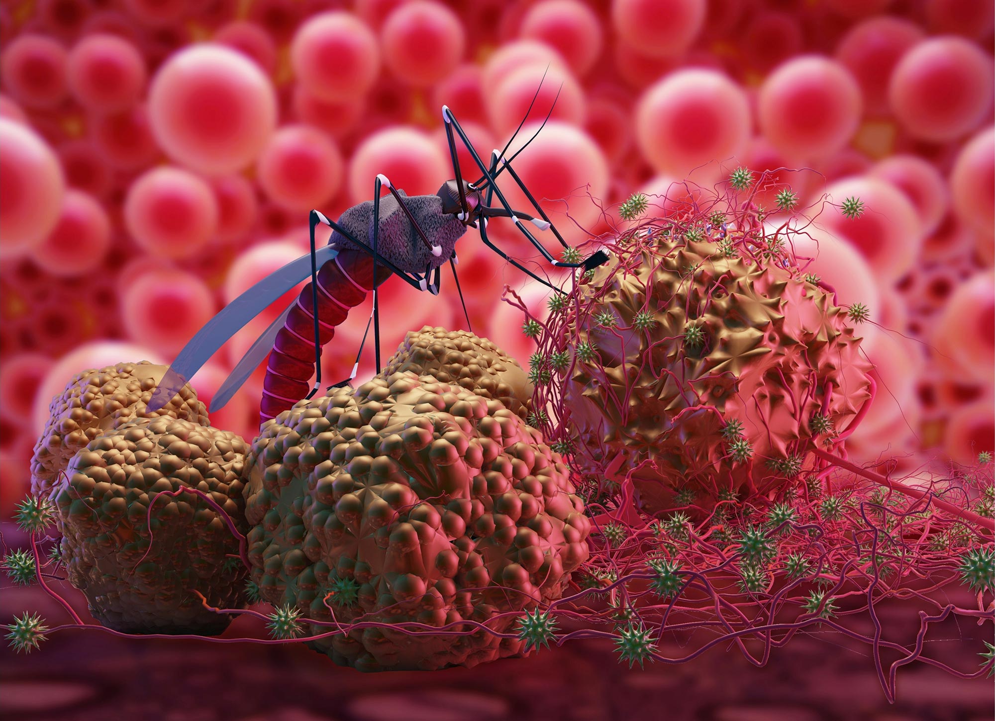 Schlechte Nachrichten: Ein Heilmittel für Malaria ist wahrscheinlich weiter entfernt als Wissenschaftler dachten