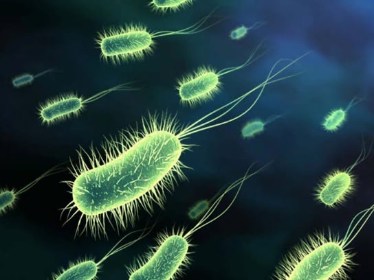 Transplantationen ohne lebenslange Immunpression erforderlich